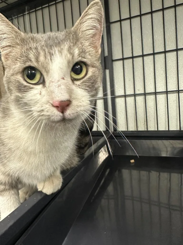 An adult medium-sized female Domestic Short Hair cat named Pippa for adoption in Rock Springs, WY