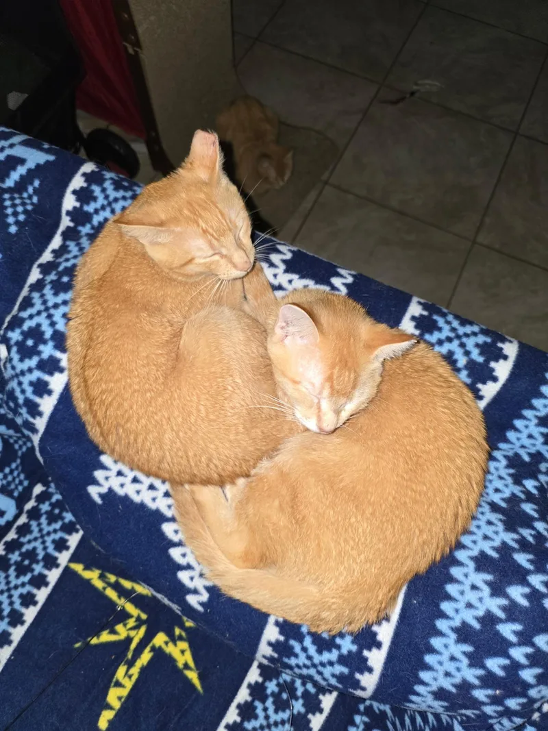 A young medium-sized male Orange / Red Domestic Short Hair cat named Hobbes & Garfield for adoption in Tampa, FL