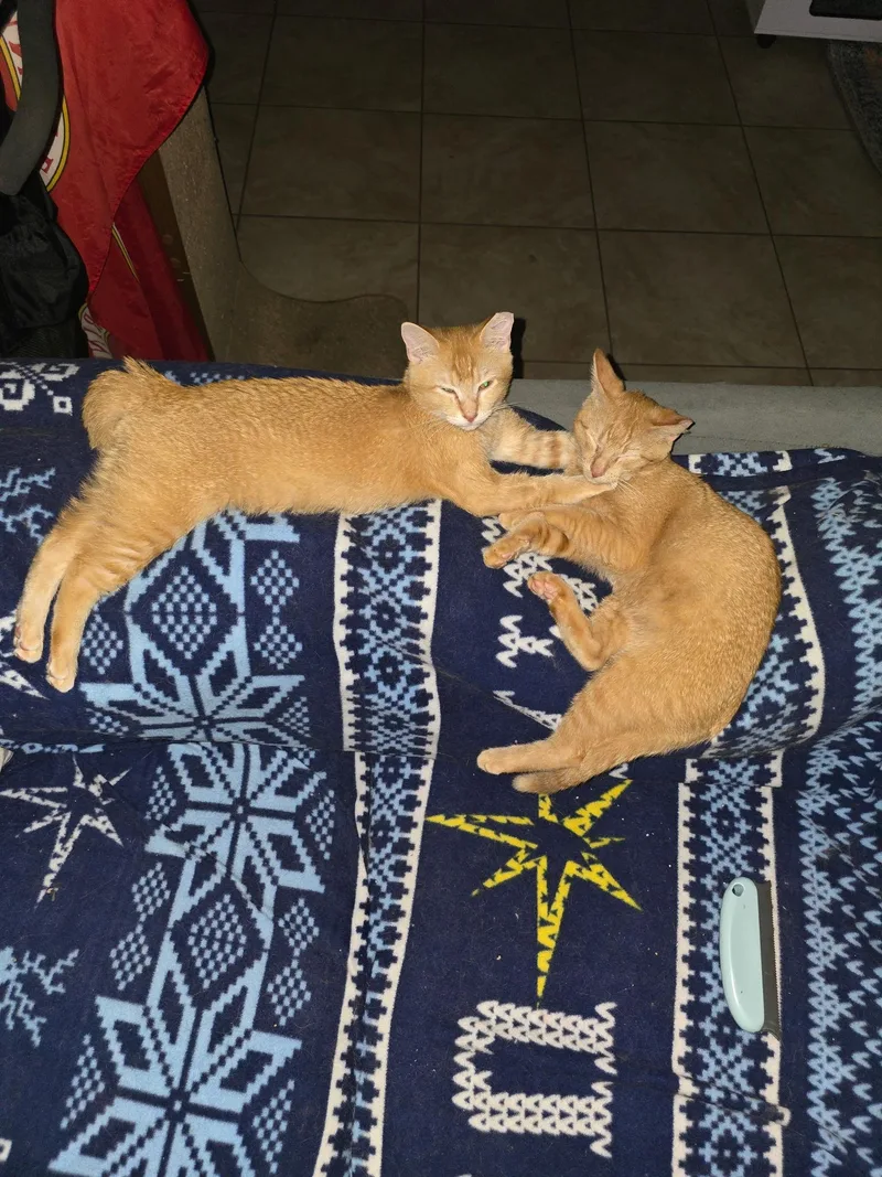 Hobbes & Garfield thumbnail 3
