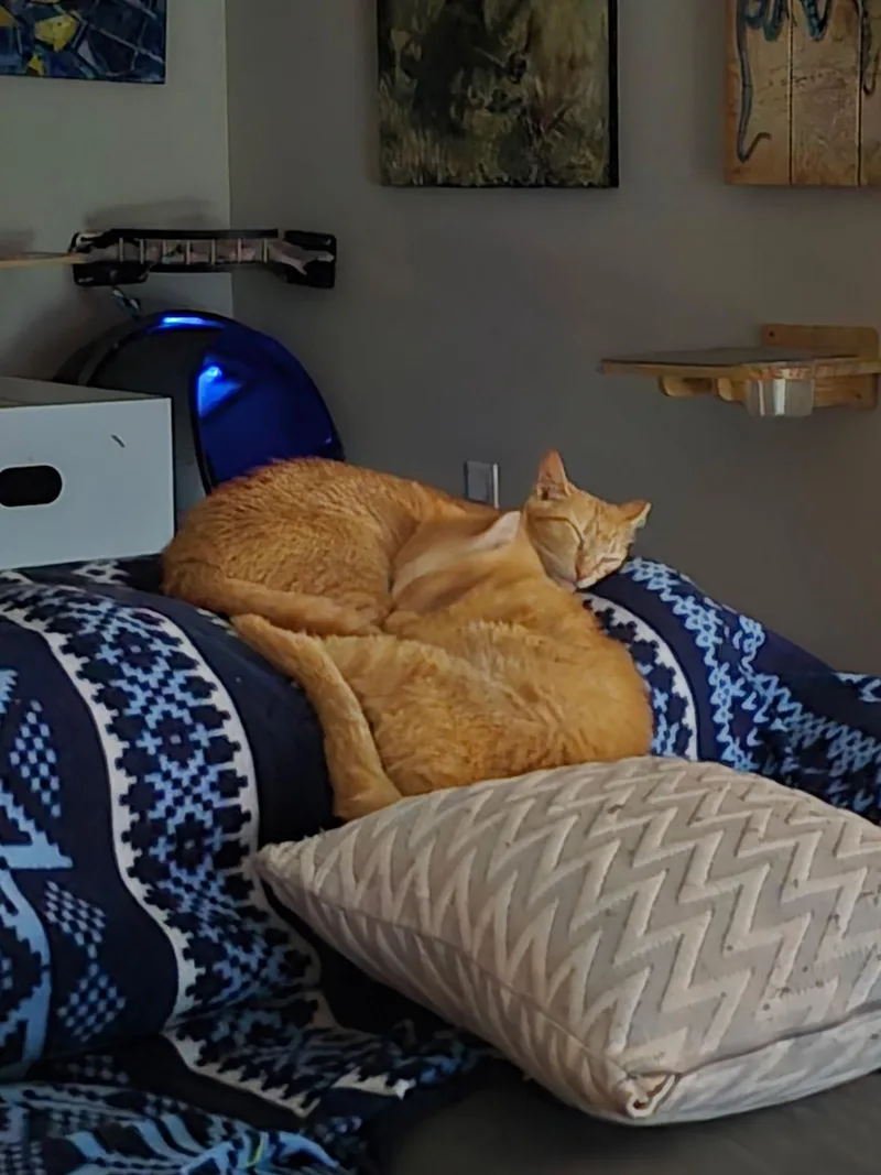 Hobbes & Garfield thumbnail 4
