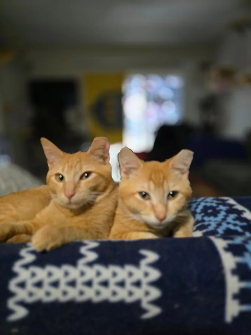 Hobbes & Garfield thumbnail 6