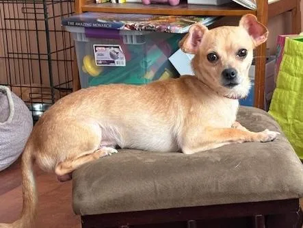 An adult small-sized male Chihuahua dog named Franky for adoption in Aurora, IL