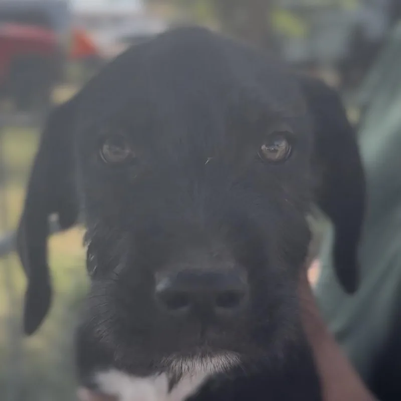 A baby small-sized male Black Golden Retriever dog named Benji for adoption in Midland, TX