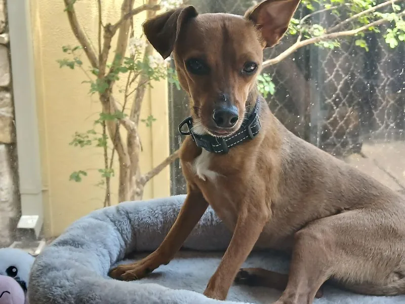 A young small-sized male Chihuahua dog named Lenny for adoption in Fort Worth, TX