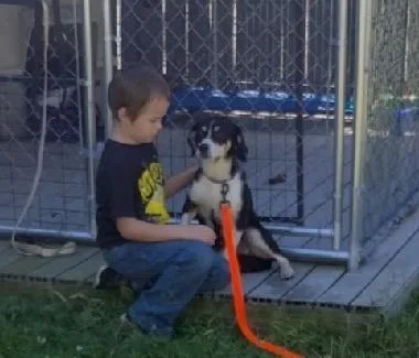 An adult medium-sized male Tricolor (Brown, Black, & White) Beagle dog named Tyler for adoption in Scottsburg, IN