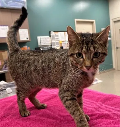 A young medium-sized female Domestic Medium Hair cat named Pooh Bear for adoption in Fishers, IN