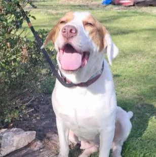 A young large-sized female Hound dog named Deputy Dawgs: Marley for adoption in Dallas, TX