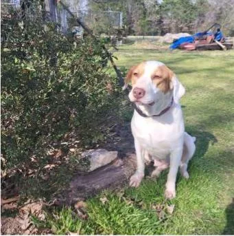 Deputy Dawgs: Marley thumbnail 2