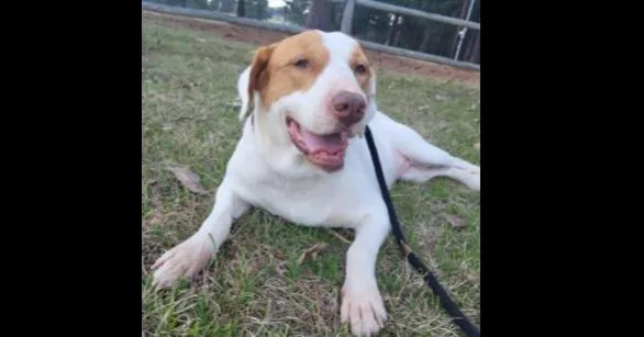 Deputy Dawgs: Marley thumbnail 3
