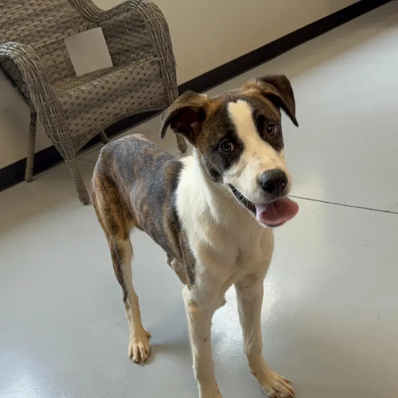 A young medium-sized male White / Cream Mixed Breed dog named Wilson for adoption in Ponca City, OK