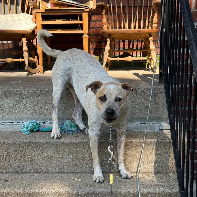 A young medium-sized male White / Cream Cattle Dog dog named Goldie for adoption in St. Louis, MO