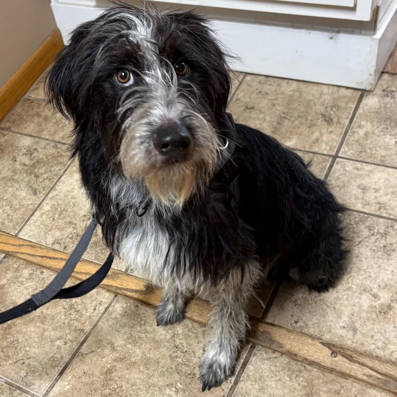 A young medium-sized male Gray / Blue / Silver German Wirehaired Pointer dog named Blue for adoption in Elbow Lake, MN