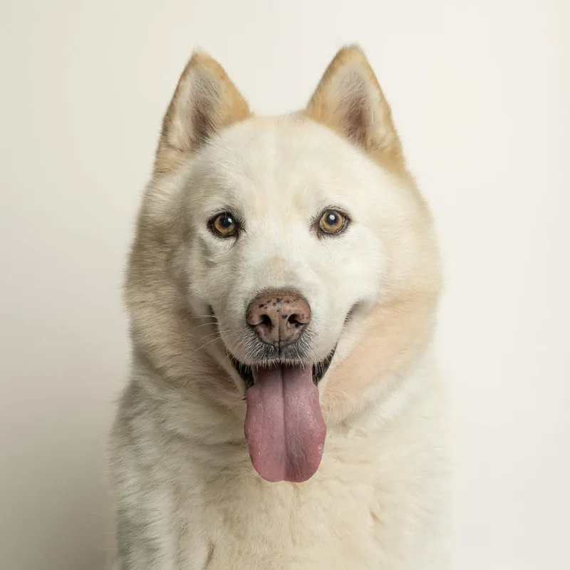 An adult large-sized male Husky dog named Wally for adoption in Richardson, TX