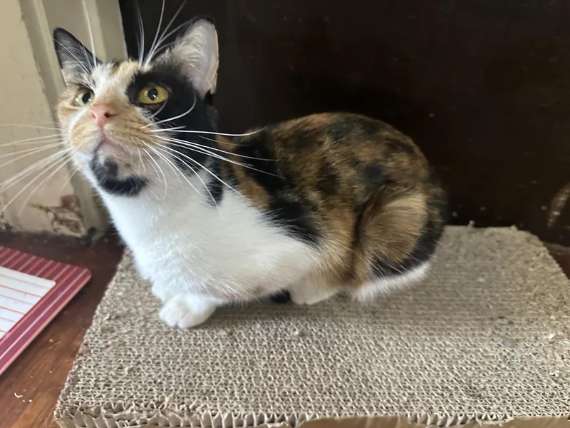 An adult medium-sized female Domestic Short Hair cat named Ruth for adoption in Mishawaka, IN
