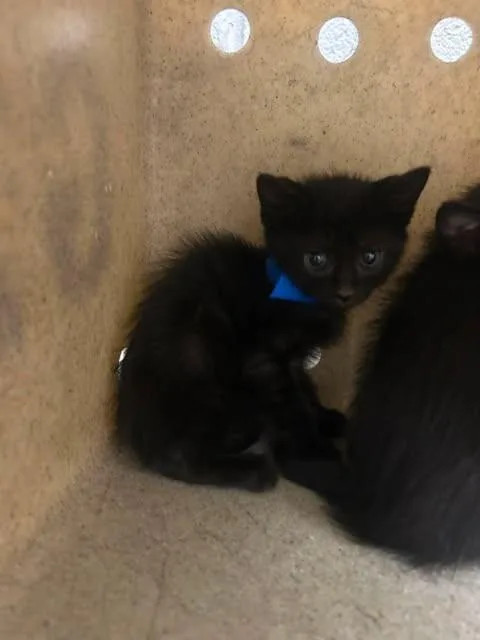 A baby medium-sized male Black Domestic Short Hair cat named Freedom for adoption in Fruit Heights, UT