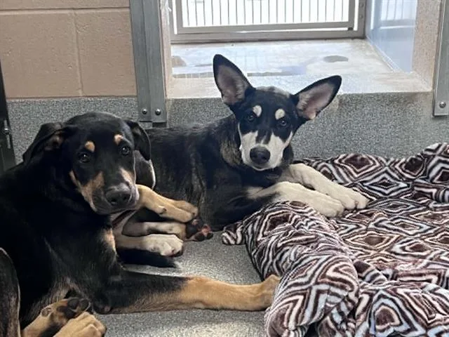 A baby small-sized female German Shepherd Dog dog named Merry for adoption in Tustin, CA