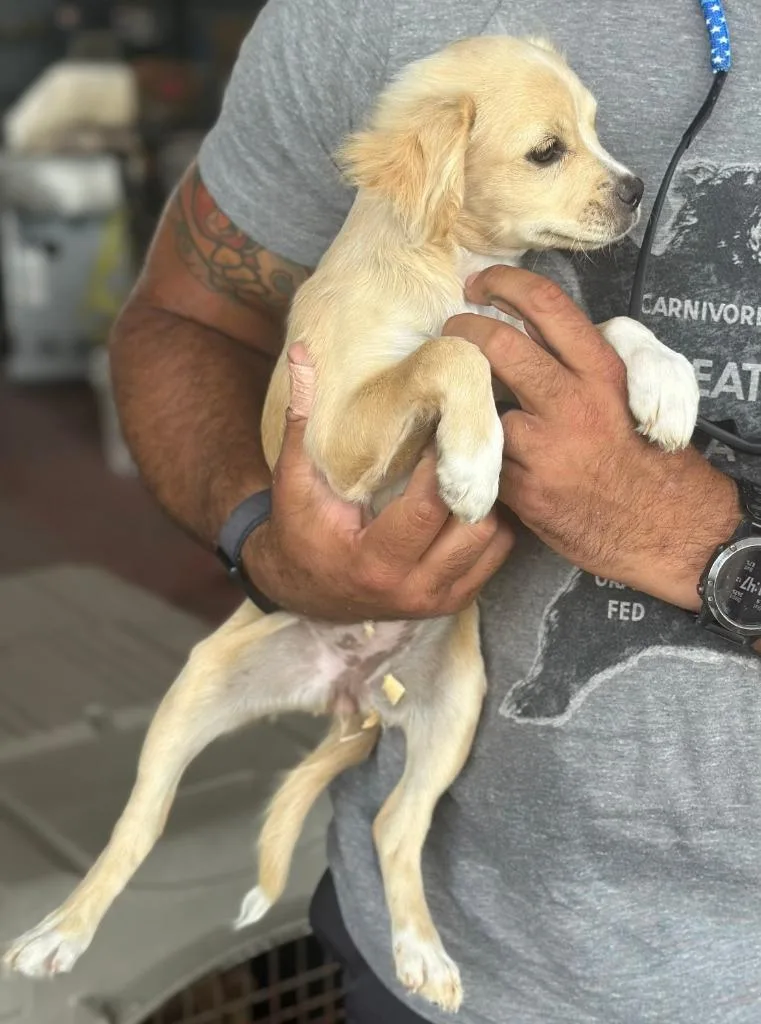 A baby small-sized female Chihuahua dog named Daisy for adoption in Farmersville, TX