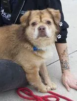 A senior medium-sized male Yellow / Tan / Blond / Fawn Mixed Breed dog named Bubba for adoption in Manitowoc, WI