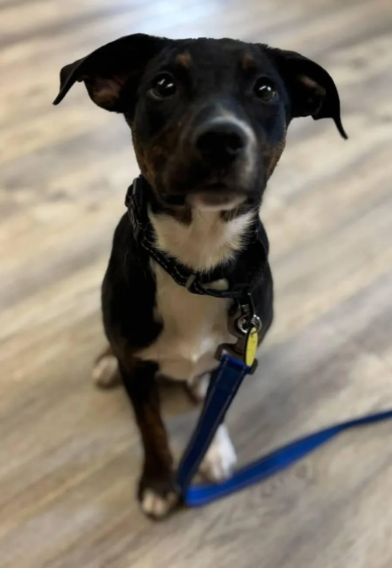 A baby medium-sized female Tricolor (Brown, Black, & White) Labrador Retriever dog named Indigo for adoption in North Olmsted, OH