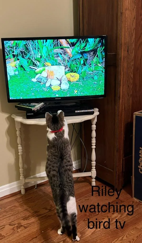 Riley Bonded With Scarlet thumbnail 4