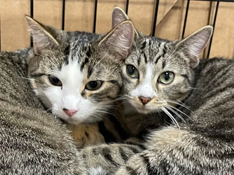 Riley Bonded With Scarlet thumbnail 6