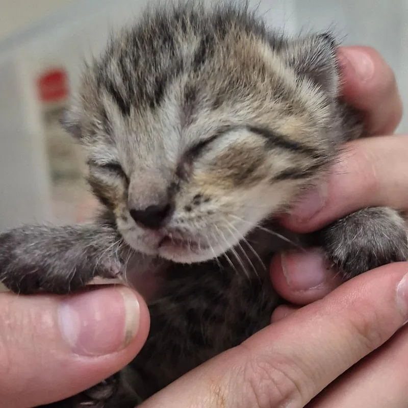 A baby small-sized female Black American Shorthair cat named Georgia for adoption in Lake Panasoffkee, FL