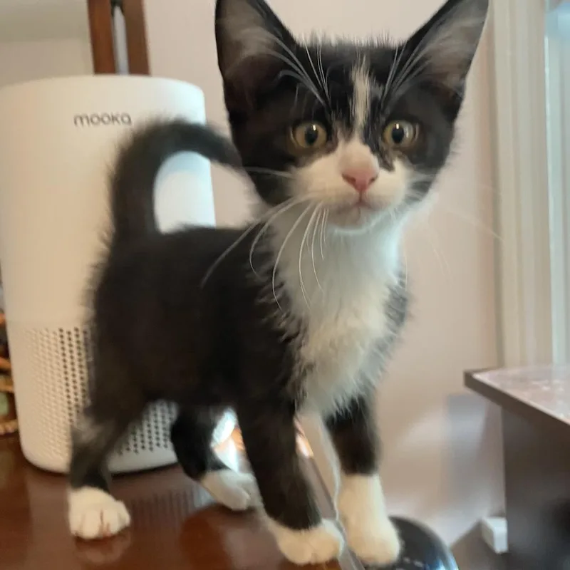 A baby small-sized male Black Domestic Short Hair cat named Hayride for adoption in Evanston, IL