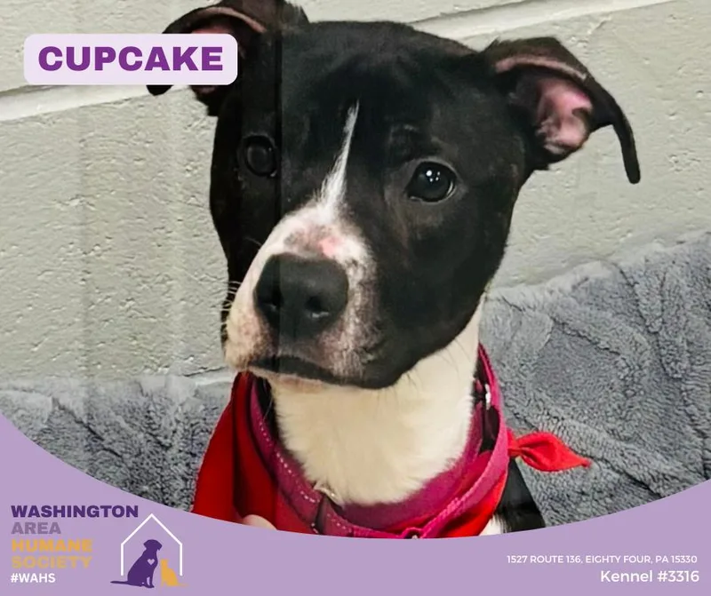 A young medium-sized female Black Pit Bull Terrier dog named Cupcake for adoption in Eighty Four, PA