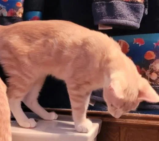 A young medium-sized male Tabby (Orange / Red) Domestic Short Hair cat named Big Orange for adoption in Fort Worth, TX
