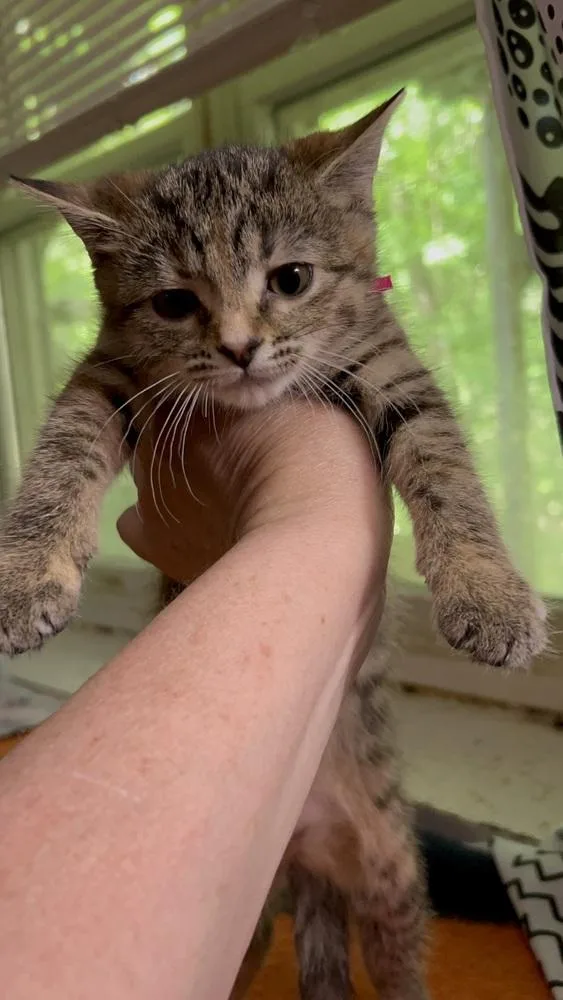 A baby small-sized female Domestic Short Hair cat named Shrimp Cocktail G. for adoption in Peoria, IL