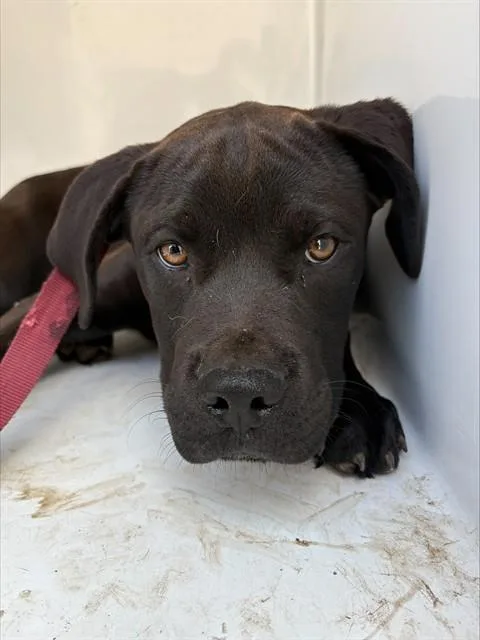 A young small-sized male Mixed Breed dog named Drax for adoption in Augusta, GA