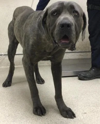 A young large-sized female Mastiff dog named Starby for adoption in Riverside, CA