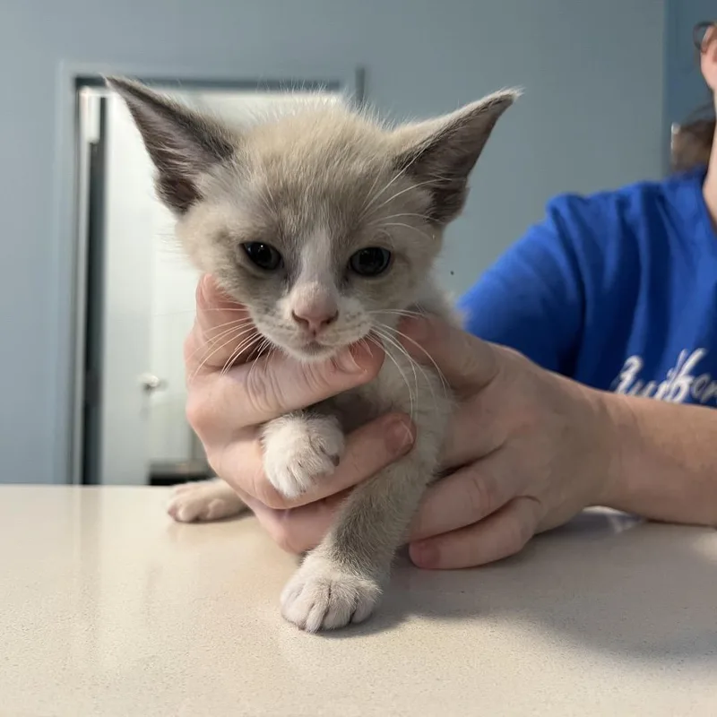 A baby small-sized male Gray / Blue / Silver Domestic Short Hair cat named Coconut Pie for adoption in Greensboro, NC