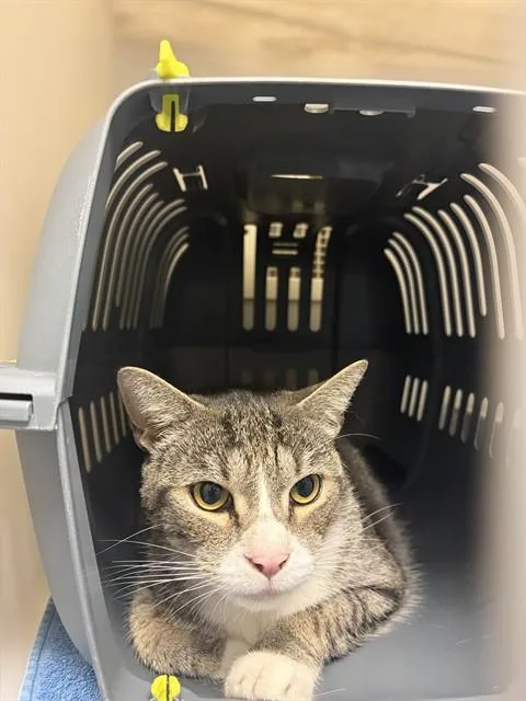 An adult small-sized male Domestic Short Hair cat named Tommy for adoption in Statesville, NC