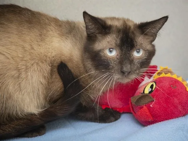 An adult small-sized male Siamese cat named Si for adoption in Phoenix, AZ