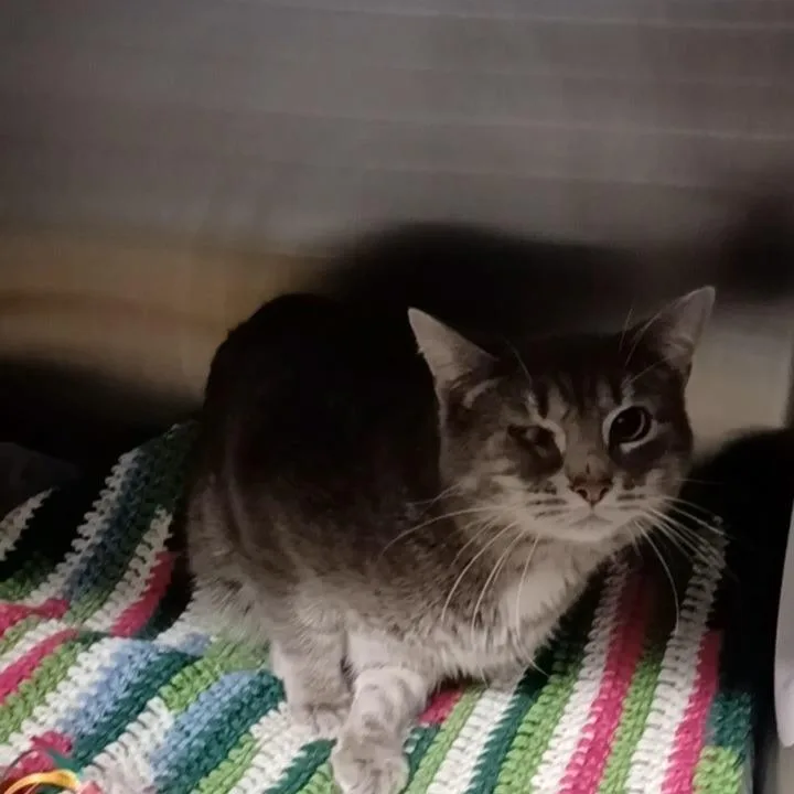 An adult medium-sized male Gray / Blue / Silver Domestic Short Hair cat named Niall for adoption in Oak Park, IL