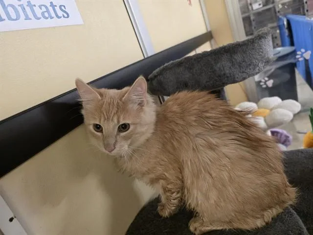 A young medium-sized male Domestic Medium Hair cat named Modeste for adoption in Lancaster, CA