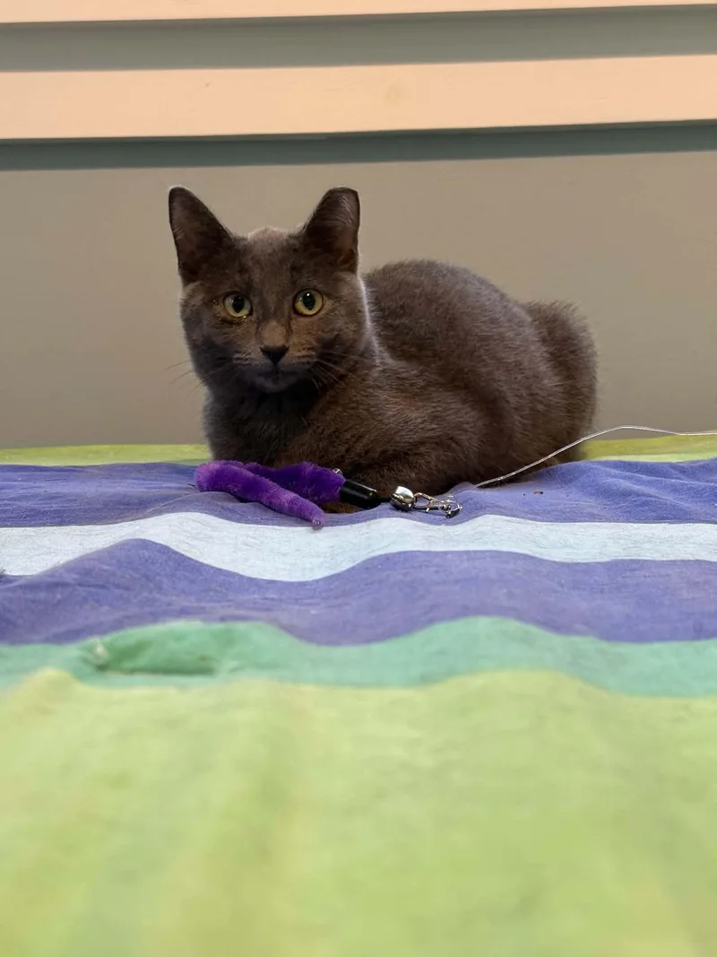 A baby small-sized female Gray / Blue / Silver Domestic Short Hair cat named Shalimar for adoption in Milwaukee, WI
