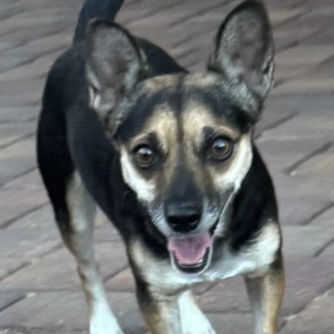 An adult small-sized female Black Chihuahua dog named Joanna for adoption in Las Vegas, NV