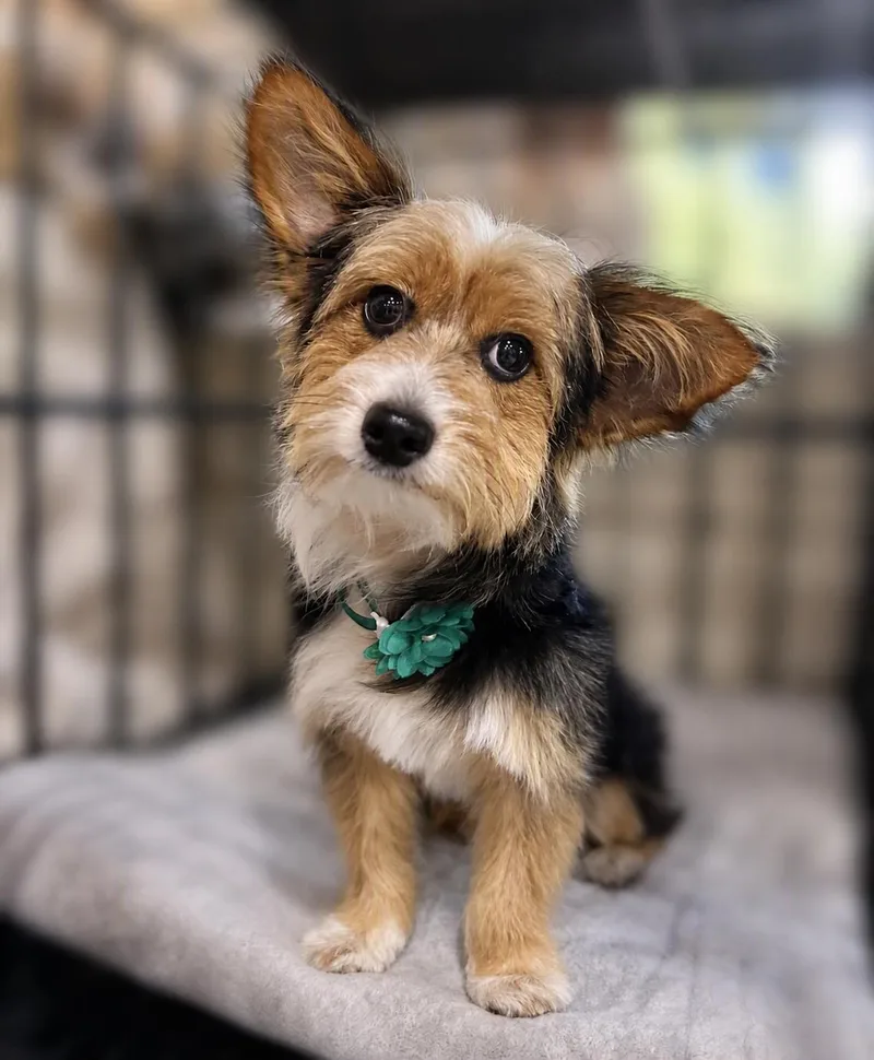A young small-sized female Yorkshire Terrier dog named Nori for adoption in Garner, NC