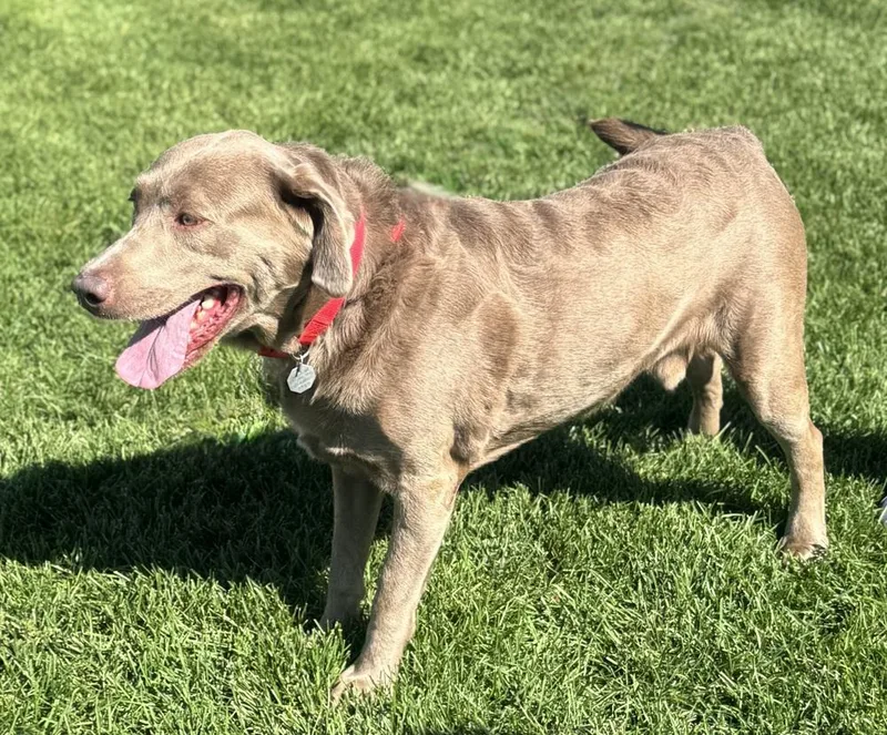 An adult large-sized male Labrador Retriever dog named Sonny for adoption in Littleton, CO