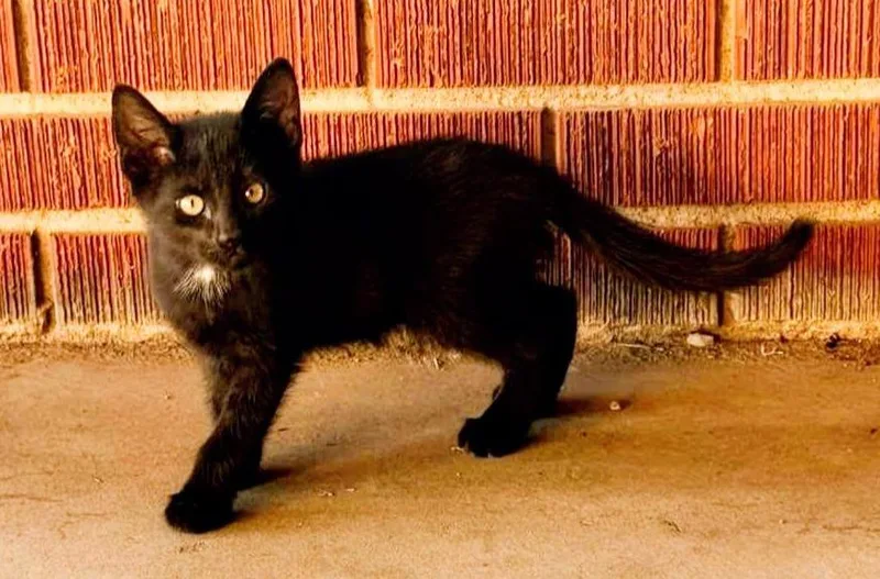 A baby medium-sized female Black Domestic Short Hair cat named Luna for adoption in Noble, OK
