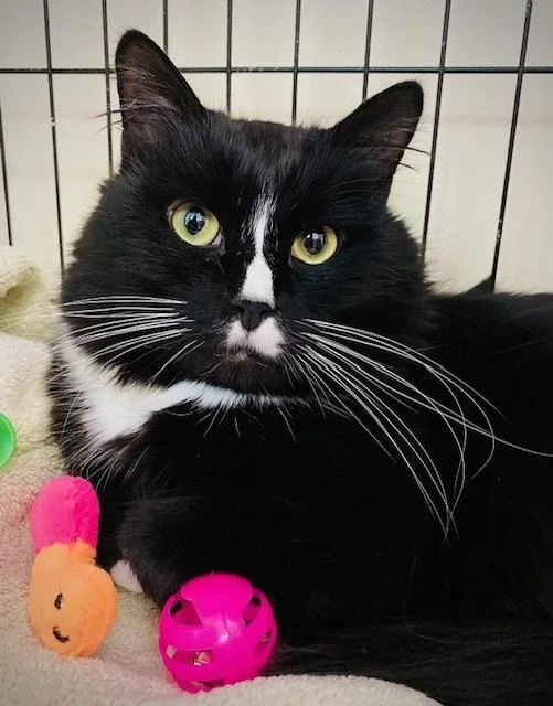 An adult medium-sized male Black & White / Tuxedo Domestic Long Hair cat named Solo for adoption in Duxbury, MA