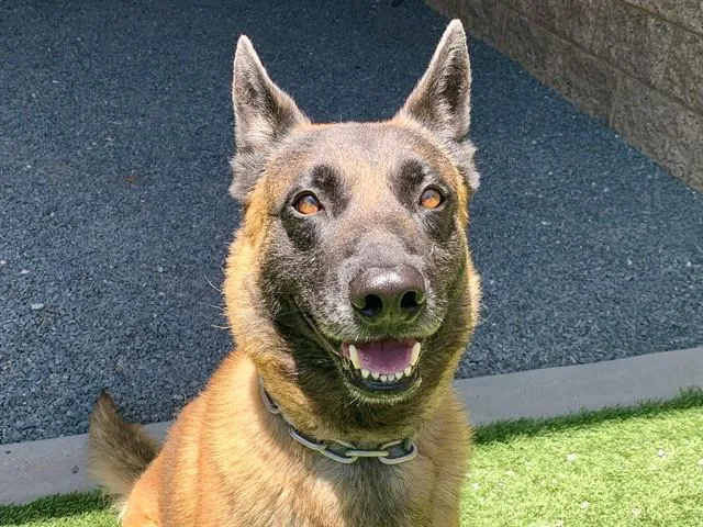 An adult medium-sized male Brown / Chocolate Belgian Shepherd / Malinois dog named Save Me Please Ajax for adoption in San Marcos, CA