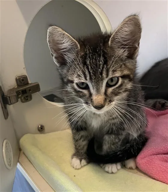 A baby small-sized male Domestic Short Hair cat named Brawny for adoption in Long Beach, CA