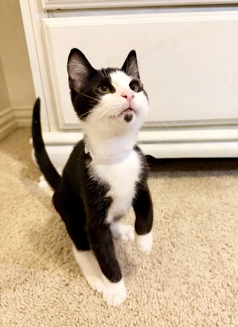 A baby medium-sized male Domestic Short Hair cat named Figaro E. for adoption in Frisco, TX