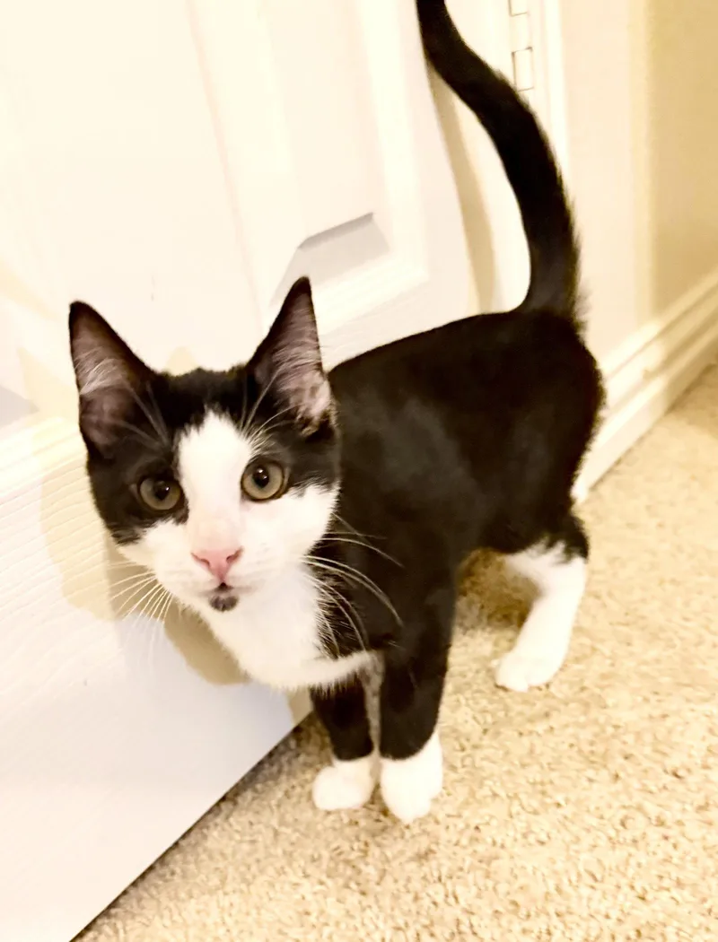 Figaro E. thumbnail 3