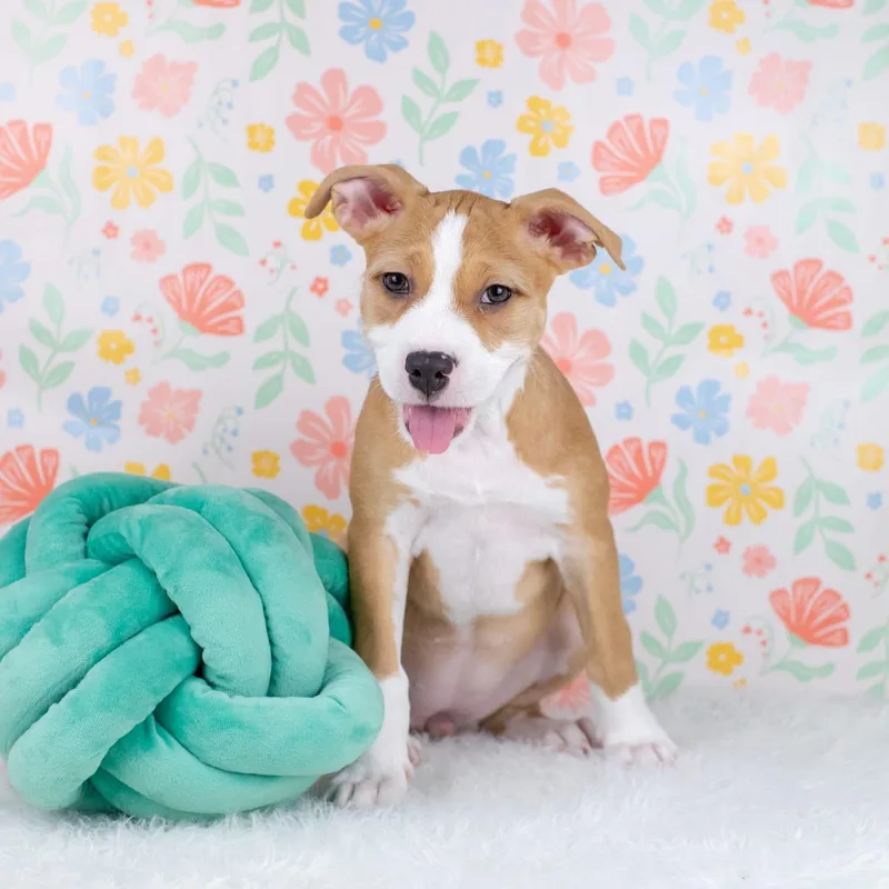 A baby medium-sized female Mixed Breed dog named Jc for adoption in Smyrna, GA