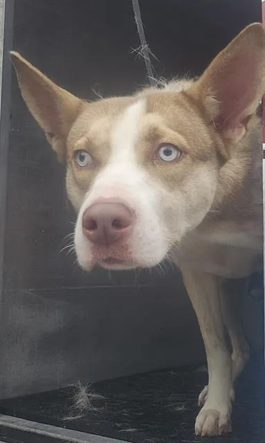 An adult medium-sized female Husky dog named Sapphire for adoption in San Antonio, TX