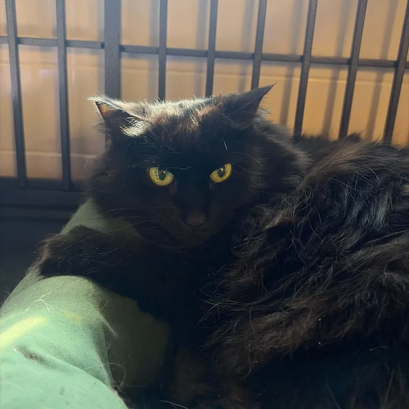 An adult extra large-sized female Black Maine Coon cat named Riley for adoption in Huntington, NY
